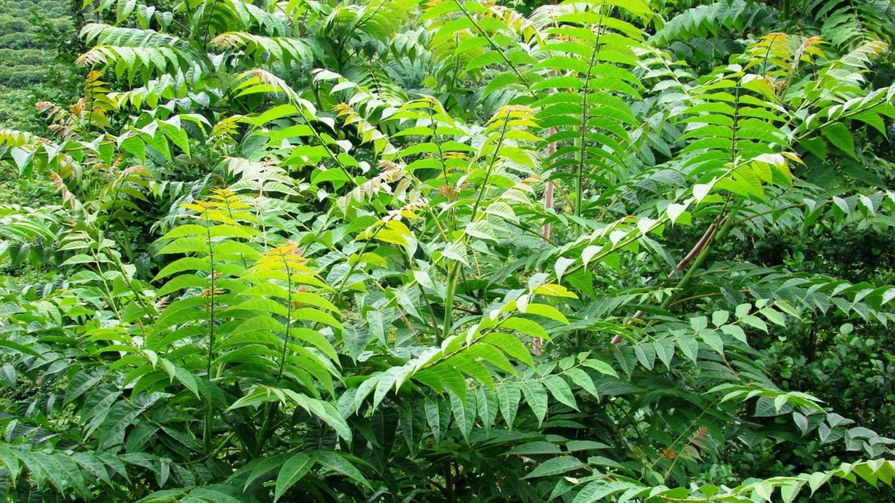 Götterbaum - Blätter