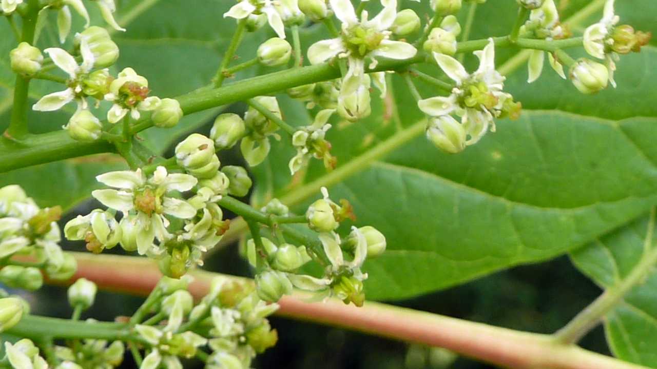 Die Blüten des Götterbaums Die Blüten des Götterbaums