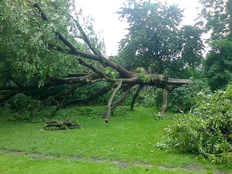 Baumfällung nach Sturmschaden