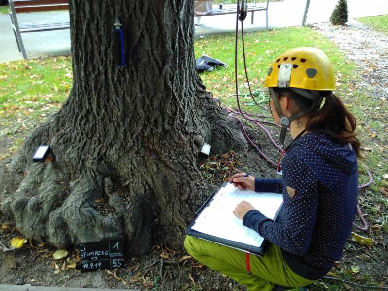 Baumkontrolle und Baumgutachten in Wien