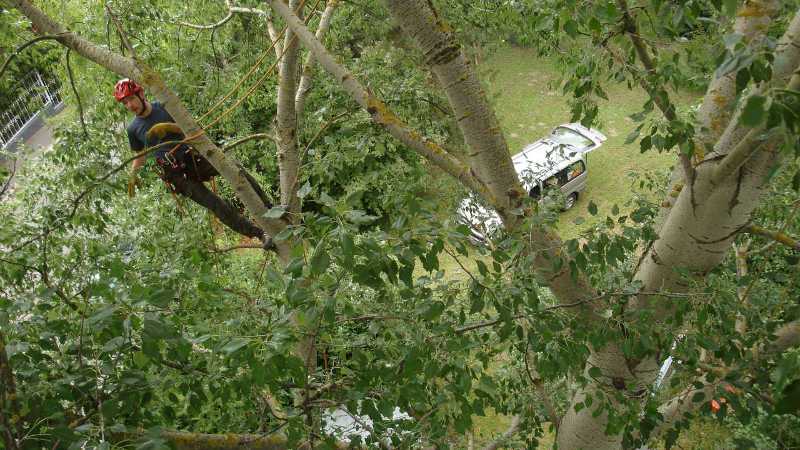 Baumschnitt Kosten Was kostet ein Baumschnitt?