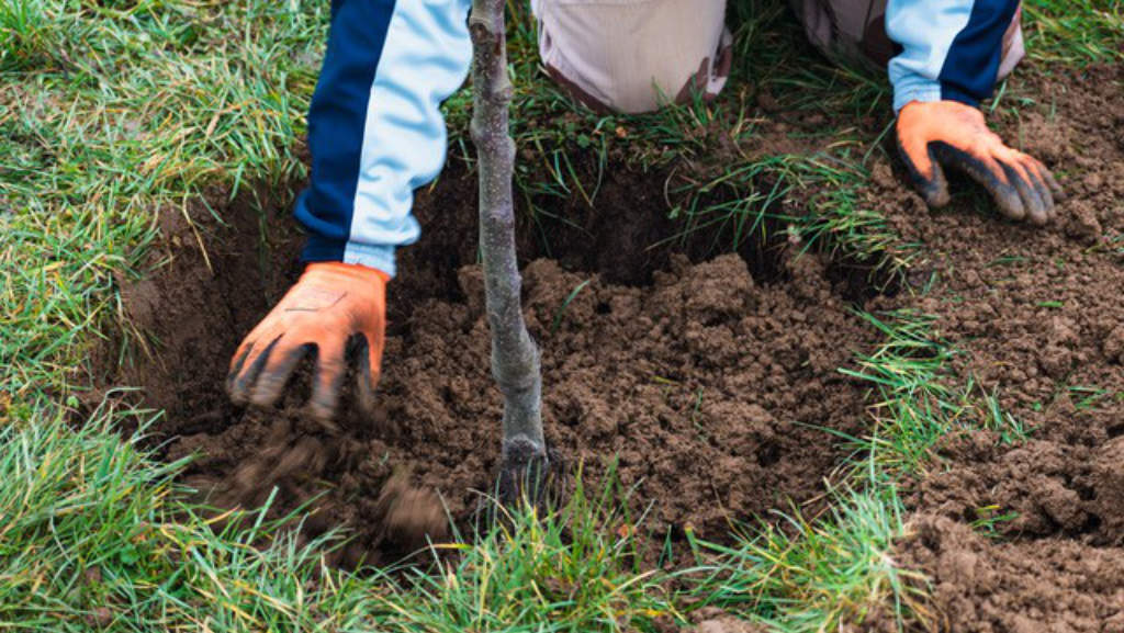 Baumpflanzung Baumpflanzung