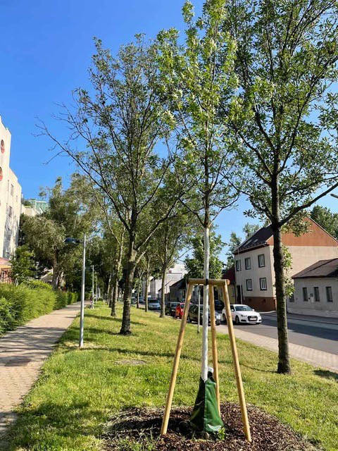 Ersatzpflanzung durch TreeBee Ersatzpflanzung durch TreeBee